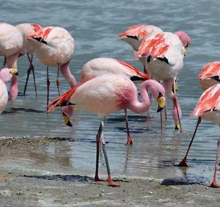 شقة Flaming Topacio *