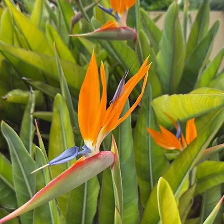 Flaming Topacio * Calp