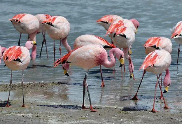 Apartment Flaming Topacio *