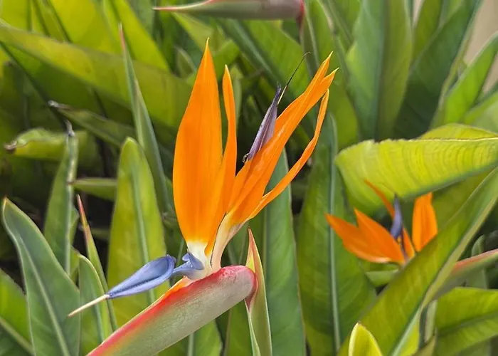 Flaming Topacio * Calpe